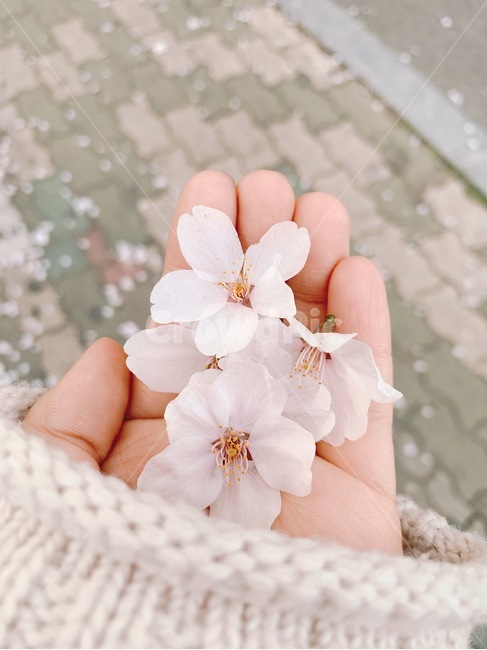 봄,벚꽃,감성사진,봄꽃,spring