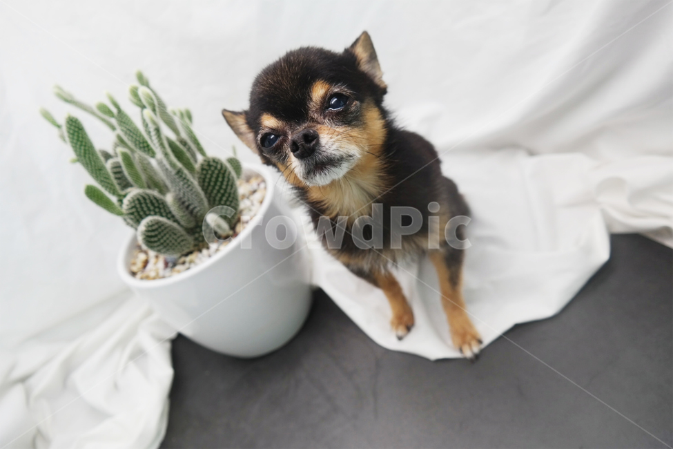 canine,pet,animal,동물,mammal,포유류,dog,개,치와와,선인장,화분,친구,불편,불안,어색,동물,animal,포유류,mammal,개,강아지,dog,doggy