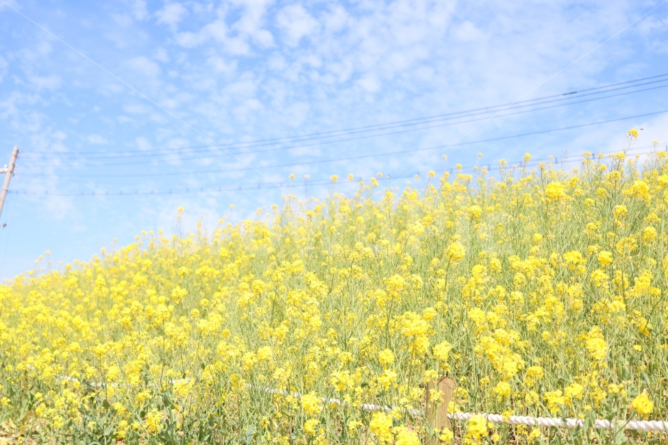 유채꽃,하늘,뭉게구름,꽃밭,청량함,자연,풍경,nature,landscape,봄,계절,spring,season