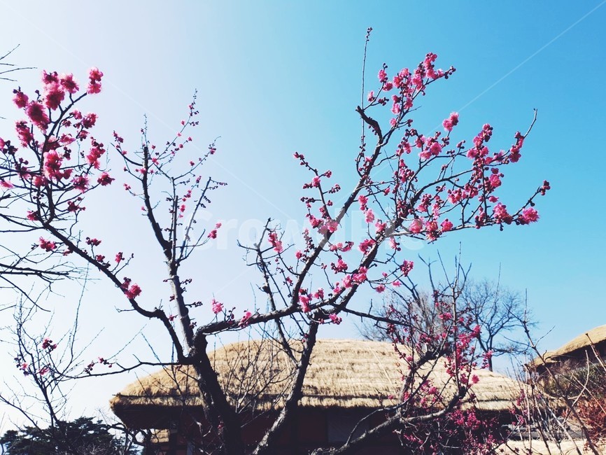 봄,매화,매화꽃,꽃,봄꽃,식물,풍경,자연,sping,계절,flower,natural,season,plante