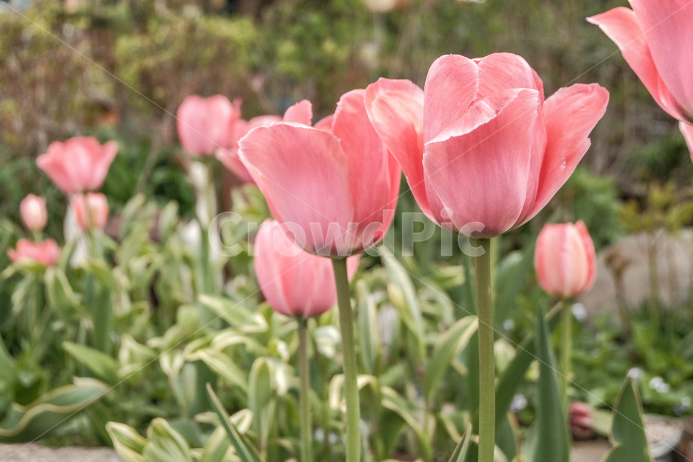 튤립,꽃,봄,배경,tulip,flower,spring,landscape,pink,background