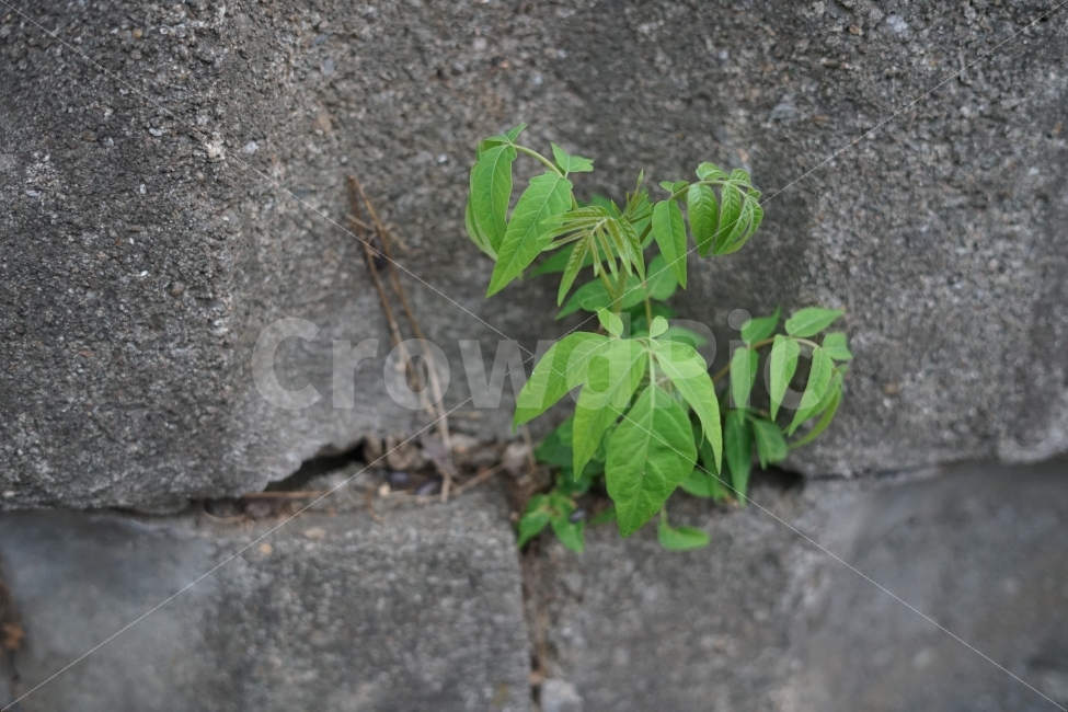 담벼락,식물,스냅샷,골목길,생명,식물,자연,plants,nature