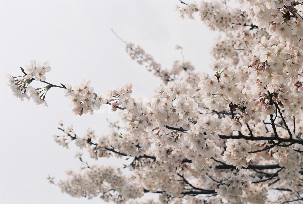 진해,경화역,벚꽃,plant,식물,blossom,꽃,flower,jinhae,kyounghwastation,필카,cherryblossom,film,봄,군항제,필름,필름카메라,분홍,핑크,봄,계절,spring,season