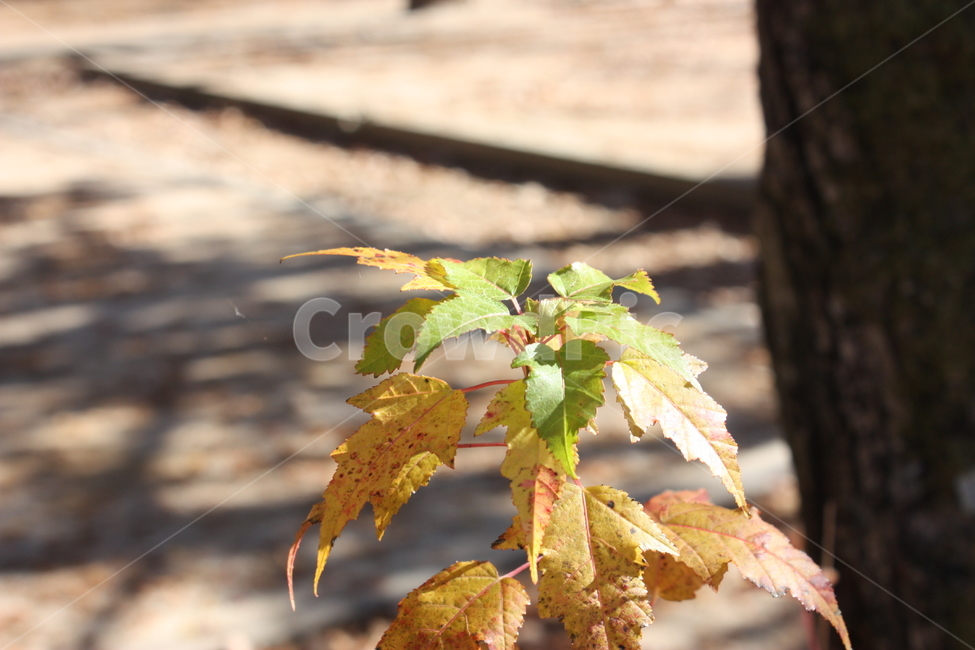 leaf,나뭇잎,자연,식물,nature
