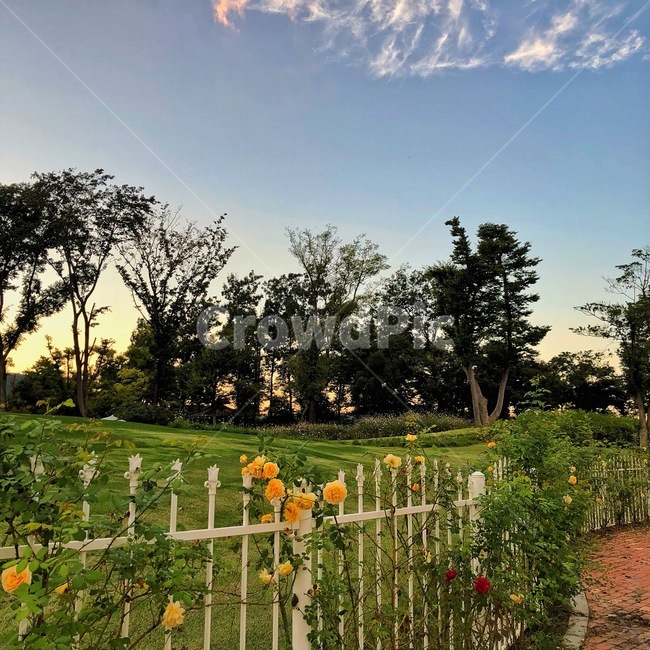 장미,노란장미,해질녘,rose,yellowrose,sunset