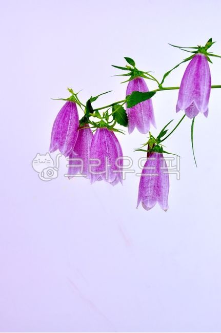 spring,Geumgang Lantern,pink,wildflowers,petal,nature,Campanula,plant,season,flower