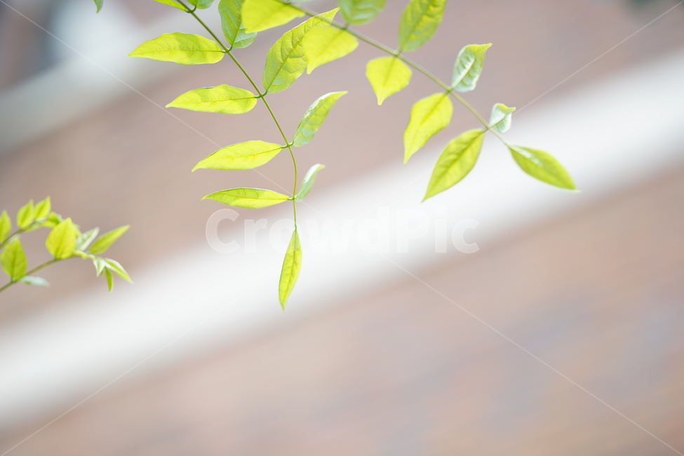 봄,잎,나무,그린,녹색,식물,잎사귀,빛,생명,풍경,green,감성사진,감성,식물,자연,plants,nature,휴식,힐링,rest,relaxation,healing