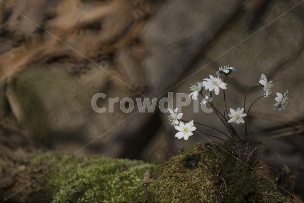 wildflowers,Bomgot,Spring news,hepatica,white hepatica