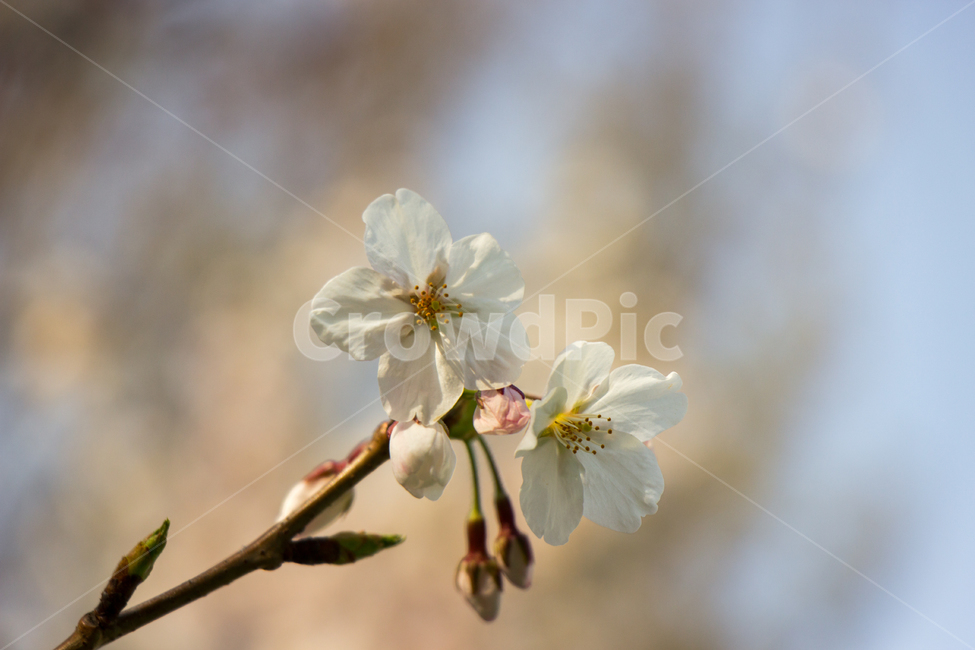 꽃,봄,접사,식물,나무,아웃포커싱,flower,plant,tree,outforcusing,spring,자연환경,자연,새싹,nature,따뜻함,warm,봄,계절,spring,season,식물,자연,plants,nature,꽃,flower,blossom