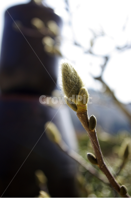 꽃봉오리,꽃,싹,flower,새싹,봄,목련,식물,plant