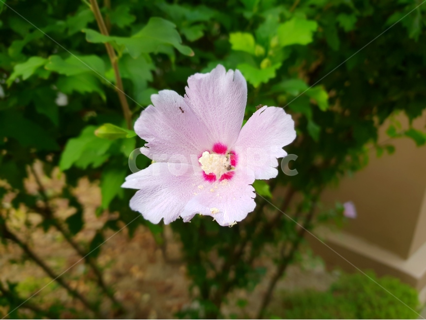 꽃,식물,무궁화,접사,여름꽃,flower,식물,자연,plants,nature,꽃,flower