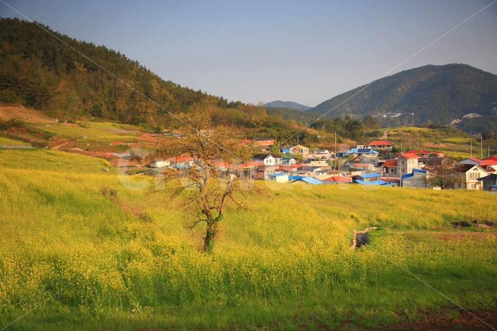 선학동,유채꽃,장흥,선학동아침,천년의학,시골집,풍경,자연,풍경,nature,landscape,한국자연풍경,한국자연경관,korea nature landscape,시골,마을,country,rural,town,outdoors,옥외,grassland,목초지,field,들