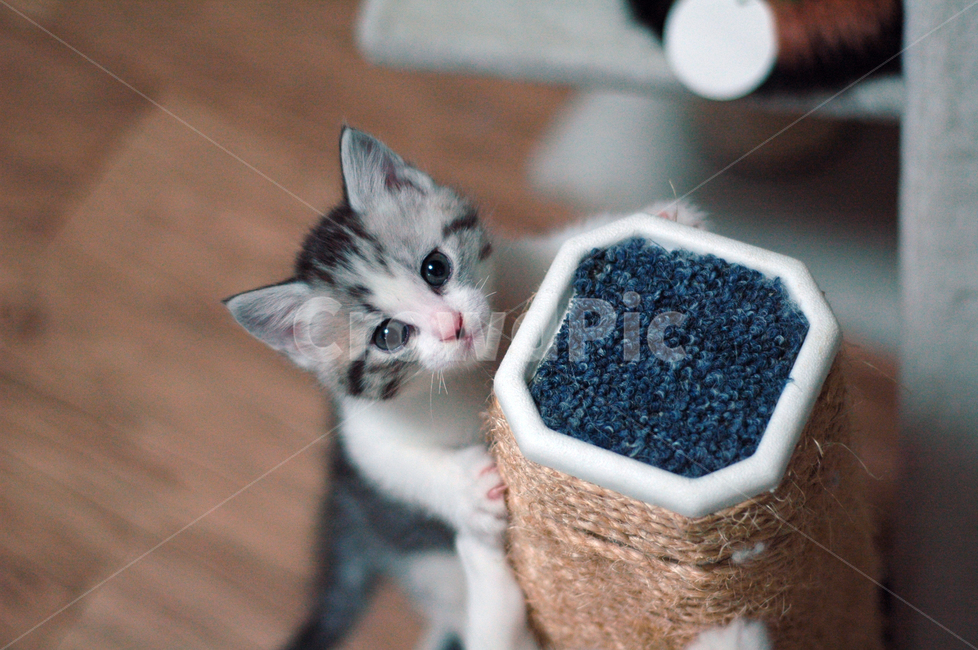 고양이,아기고양이,스크래쳐,반려동물,애완동물,스크래치,귀여운,야옹이,동물,animal,포유류,mammal,고양이,cat,kitten,kitty