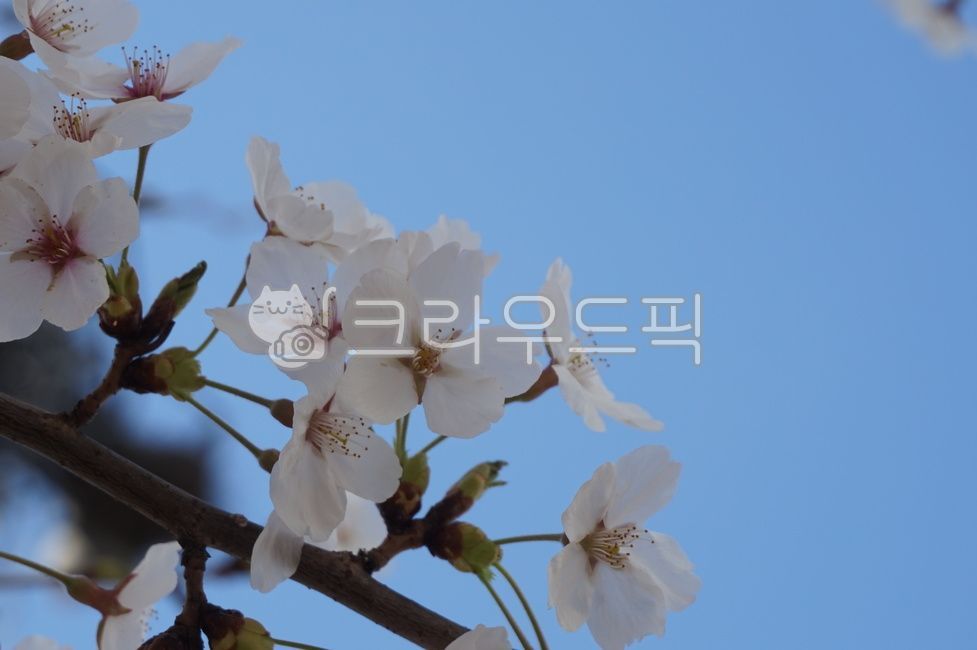 벚꽃,꽃잎,파란하늘,봄,계절,cherryblossom,bluesky