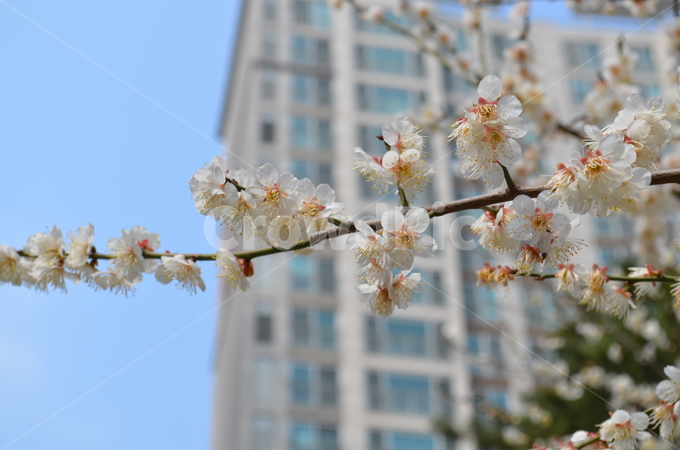봄,꽃,하얀꽃,개화,포근함,식물,자연,plants,nature,꽃,flower