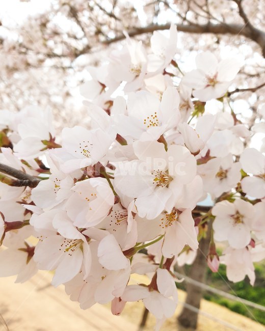 벚꽃,봄,3월,자연,나무,핑크,분홍,사랑,향기,꽃향기,꽃,flower,봄,계절,spring,season,식물,자연,plants,nature,꽃,flower,plant,blossom