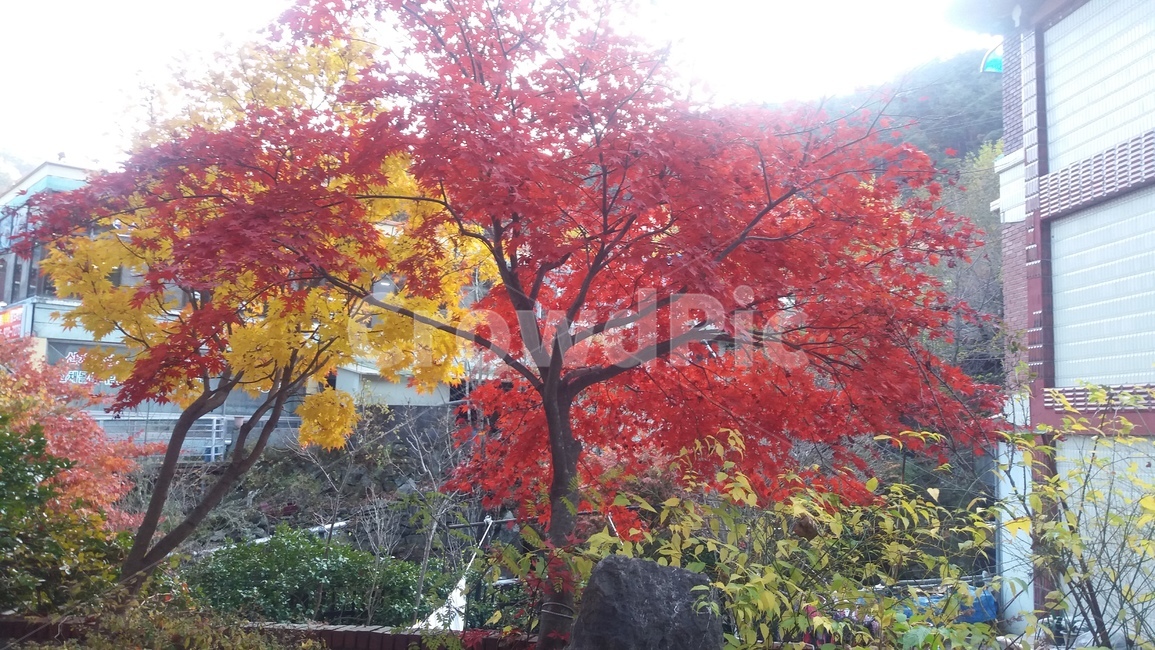 가을,단풍,은행나무,울긋불긋,자연
