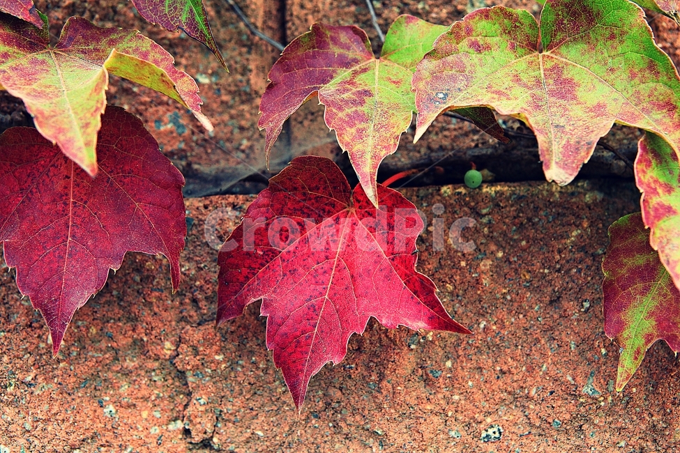 단풍,붉은색,색감,색깔,식물,자연,넝쿨식물,잎,가을,계절,fall,autumn,season,식물,자연,plants,nature,leaf,plant,tree,나무,maple