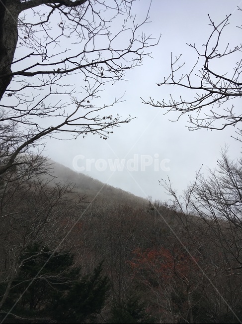 제주,한라산,나무,산,가을
