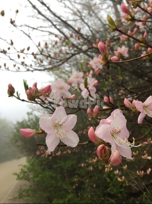 철쭉,꽃,분홍꽃,야생화,지리산,5월,늦봄,꽃봉오리,식물,자연,plants,nature,꽃,flower