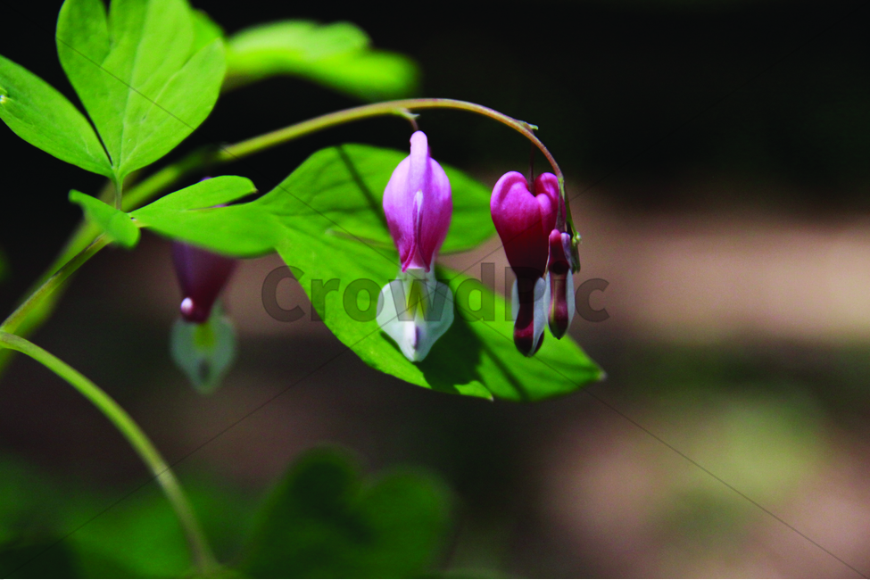 식물,다육식물,다육,배경,식물배경,꽃,flower,succulent,식물,자연,plants,nature,꽃,flower