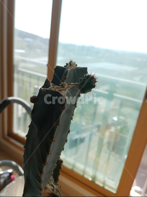 선인장,cactus,선인장목,선인장과,식물,식물,자연,plants,nature