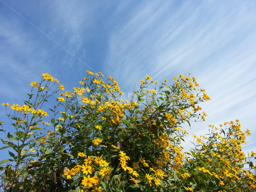 노란꽃,하늘,구름,자연,풍경,flower,sky,cloud,식물,자연,plants,nature,꽃,flower