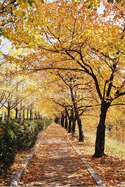 가을,풍경,자연,색감,낙엽,필름사진,감성,나무,가을,계절,fall,autumn,season,자연,풍경,nature,landscape,tree,plant,식물,tree trunk,나무 줄기,leaf,잎