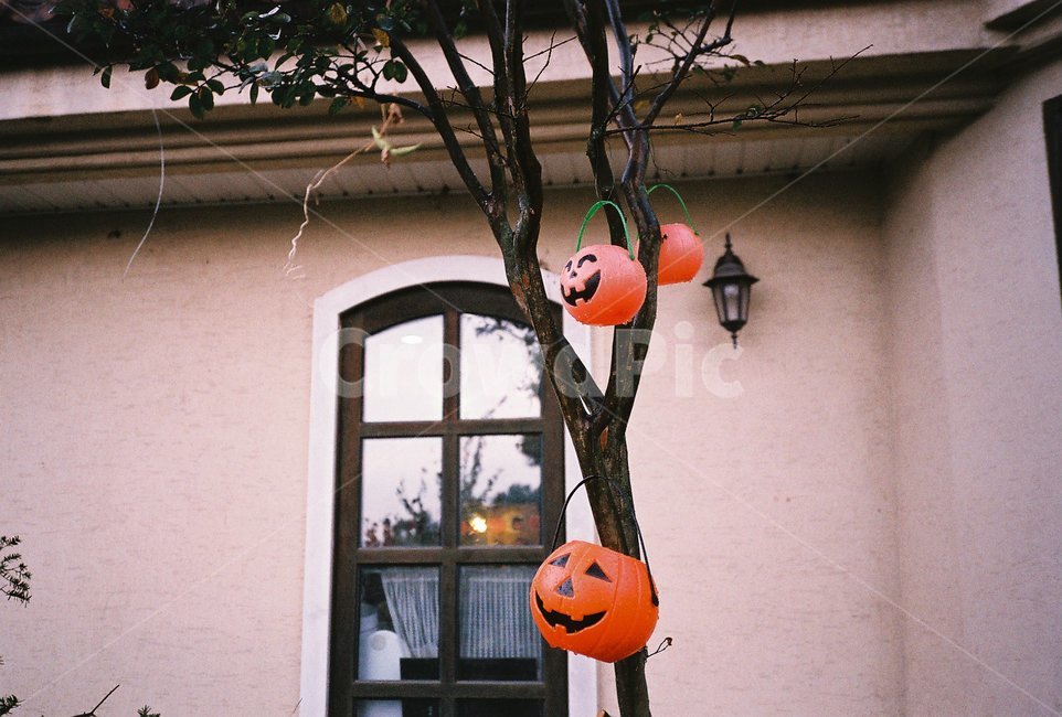 호박장식,장식물,decoration,할로윈,halloween,필름,필름사진,film