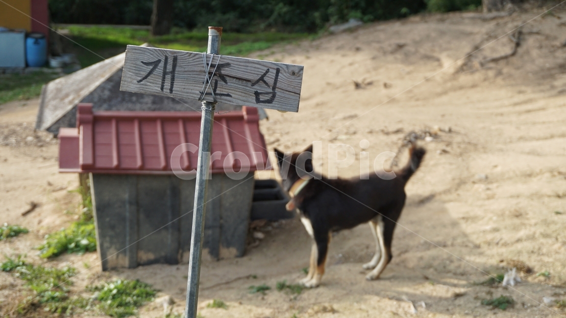 개,동물,개조심,표지판,sign,포유류,시골,개집,위험,주의,dog,animal,caution,country,시골,마을,풍경,landscape,country,rural,town,동물,animal,포유류,mammal,개,강아지,dog,doggy
