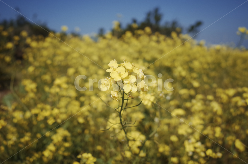 유채꽃,유채,봄꽃,봄,노란꽃,yellow,green,flower,꽃,plant,식물,초록