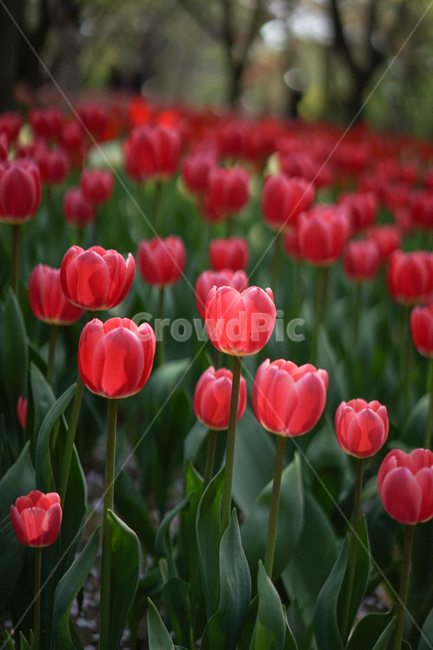 식물,자연,튤립,붉은색,빨강,꽃,식물,자연,plants,nature,꽃,flower