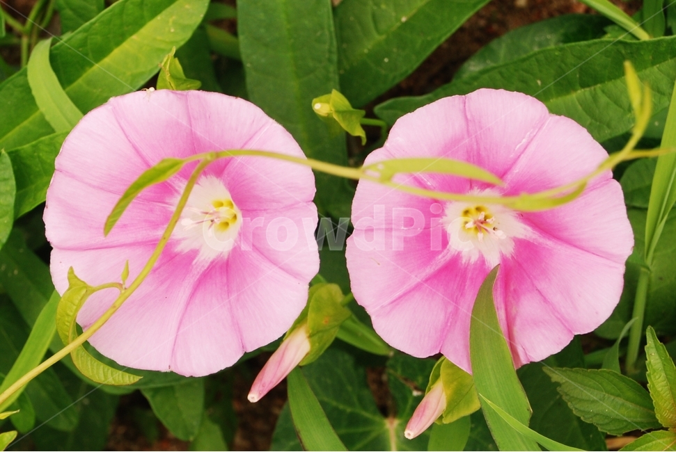 분홍꽃,꽃,나팔꽃,분홍색,자연,식물,식물,자연,plants,nature,꽃,flower