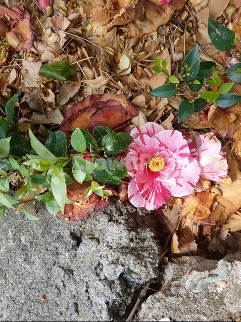 동백,돌,꽃,잎사귀,겨울,핑크,식물,자연,plants,nature,꽃,flower