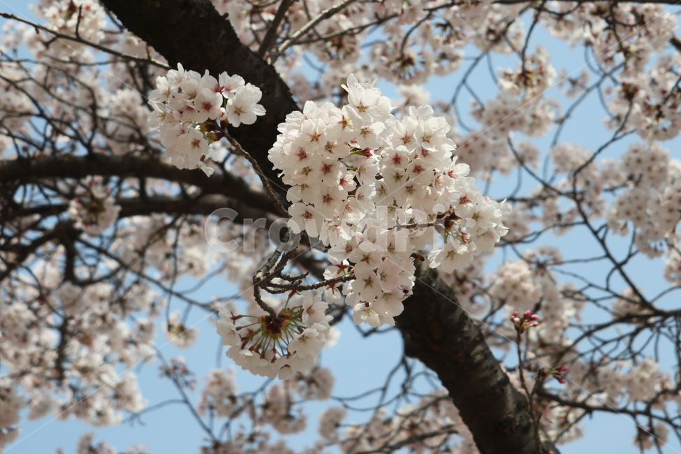 벚꽃,plant,식물,flower,blossom,꽃,cherryblossom,봄