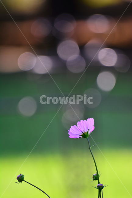 코스모스,보케,감성,분위기,가을꽃,꽃,가을분위기,cosmos,flowers,autumn,fall,빛,투명한,핑크색,pink,두송이,가을느낌,계절,시즌,9월,10월,원형,bokeh,빛망울,접사,마크로,클로즈업,macro,closeup,feeling,emotion,sensible,느낌,필,season,가을,계절,fall,autumn,season,식물,자연,plants,nature,꽃,flower,blossom,geranium,제라늄,plant,petal,꽃잎