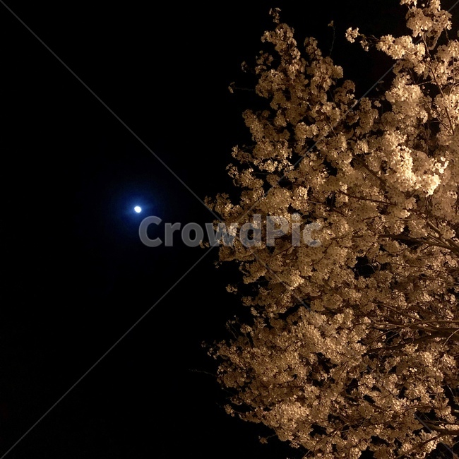 달,꽃,야경,밤,moon,night