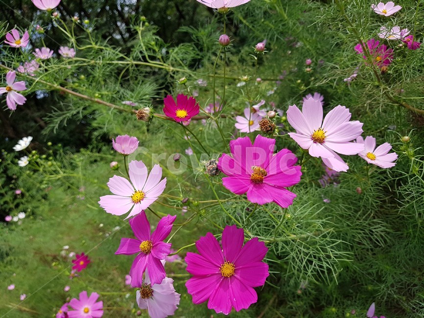 벌,bee,꿀벌,꽃,분홍색,flower,blossom,식물,자연,plants,nature,꽃,flower,곤충,벌레,insect,bug