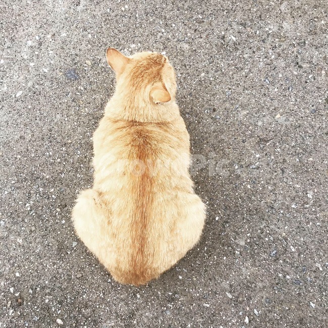 고양이,뒤태,귀여운,냥이,나른한