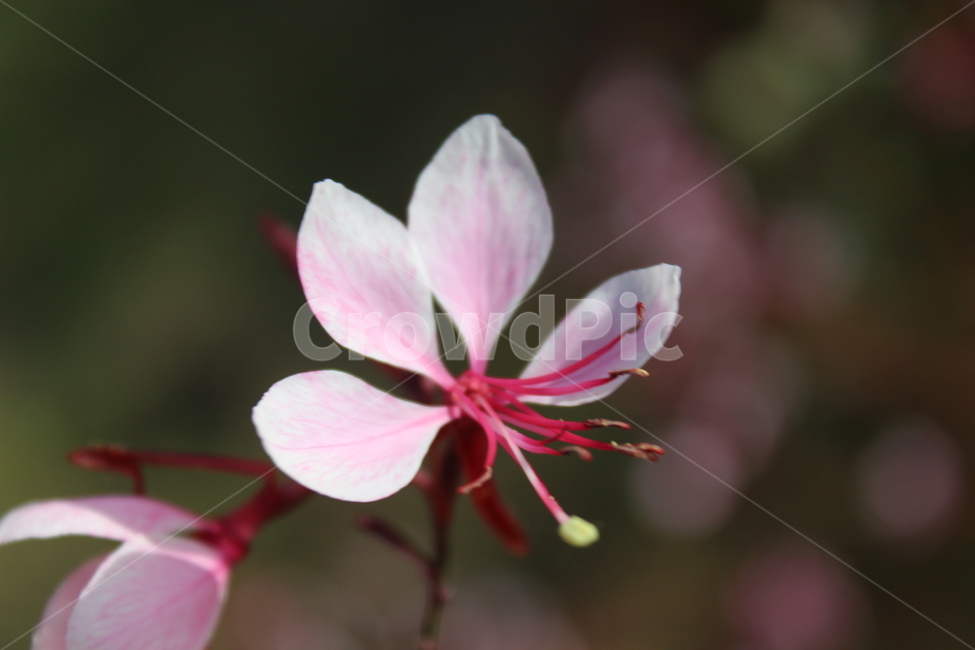 blossom,꽃,plant,식물,flower,식물,자연,plants,nature,꽃,flower