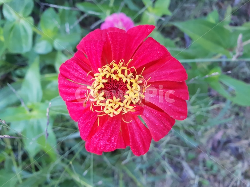 꽃,flower,식물,자연,힐링,숲,산책,식물,자연,plants,nature,꽃,flower