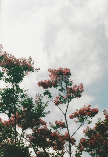 필름카메라,필름,나무,풍경,꽃,여행,식물,자연,plants,nature,나무,trees,wood,감성,sensible,feeling