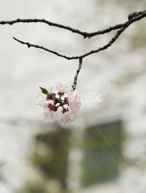 벗꽃,봄,기다림,설레임,추억,봄,계절,spring,season,식물,자연,plants,nature,꽃,flower,plant,jar,항아리,vase,병 장식,ornament,장식,ikebana,이케 바나,flower arrangement,꽃꽂이,blossom,pottery,도기류,art,미술