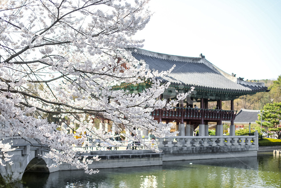 plant,식물,blossom,꽃,flower,벚꽃,한국의미