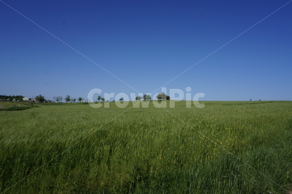 field,들,grassland,목초지,outdoors,옥외,nature,자연,청보리밭,들판,자연,풍경,nature,landscape