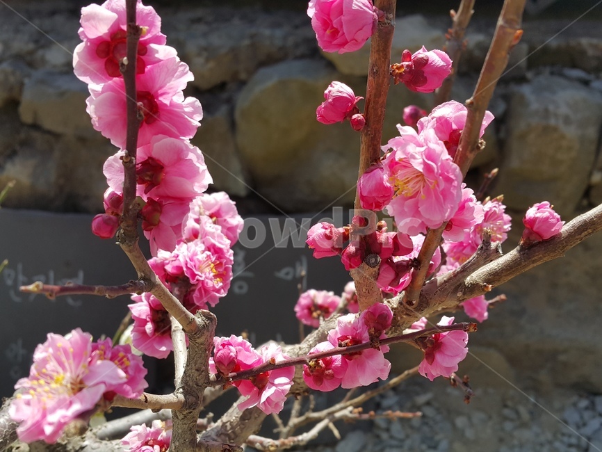 plant,식물,blossom,flower,꽃,홍매화,식물,자연,plants,nature,꽃,flower