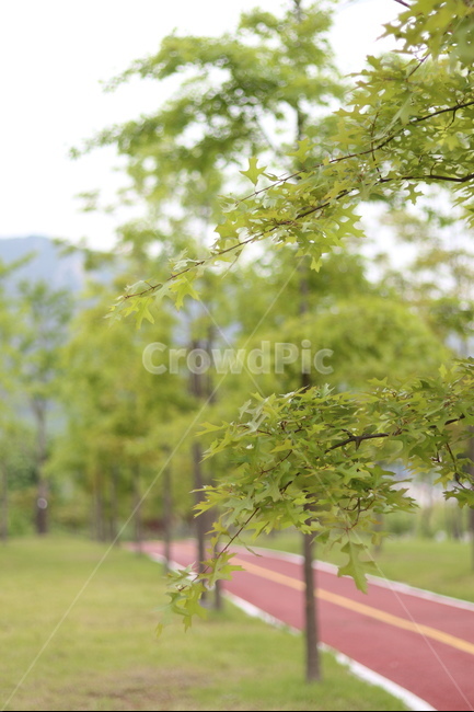 플라타너스,연두,가로수,봄,흐림,식물,자연,plants,nature