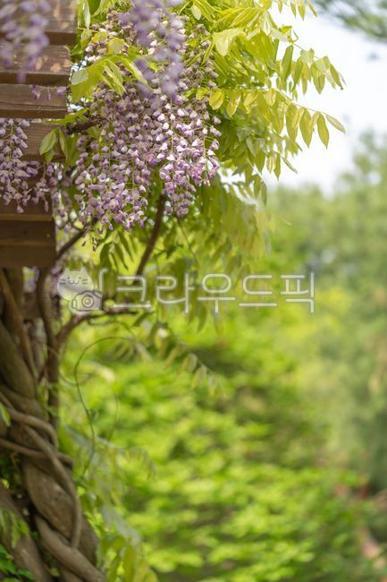 꽃,garden,정원,flower,보라색꽃,등나무,등나무꽃