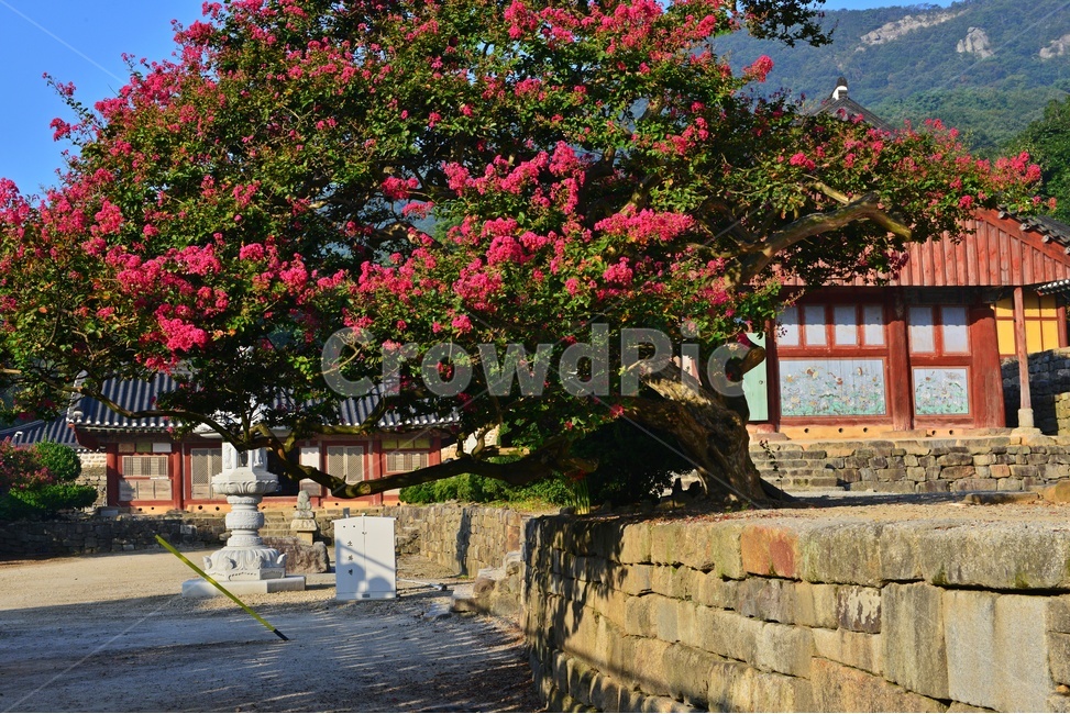 outdoors,옥외,leaf,잎,tree,나무,treetrunk,나무줄기,plant,식물,flower,blossom,꽃,고창,선운사,상사화,꽃무릇,만개,아침,사찰,절,배롱나무,배롱나무꽃