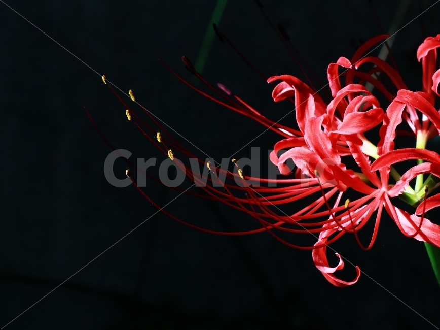 상사화,꽃무릇,꽃,가을,프로덕션명주,김명주,식물,자연,plants,nature,꽃,flower
